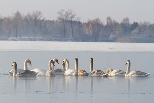 flock of white birds on winter river in fog,together - power flock of white birds, winter survival, frost, ice,mute swan