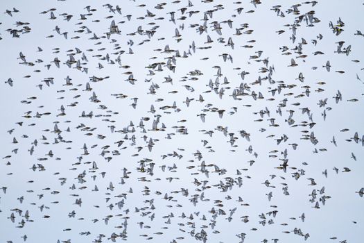 large flock of songbirds in flight,migration, birds in winter, cold, survive together - power
