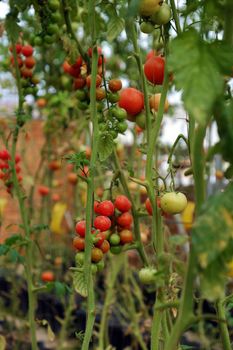 Safe vegetable farm at Da Lat, Viet Nam, red tomato with high tech agriculture in greenhouse, amazing tomato garden to make safe food