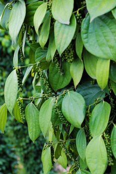 Vietnam agriculture product for export, bunch of peppercorn with high productivity at pepper field in Di Linh, Lam Dong, Viet Nam