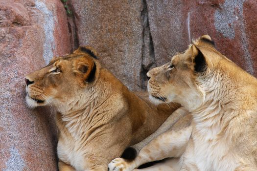 Two wild Lionesses looking up over the rocks