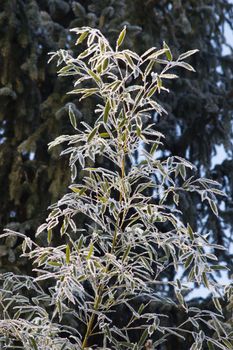 Hoarfrost covered bamboo in the winter garden.
