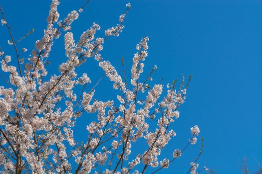 Pink flowers in spring before blue sky.