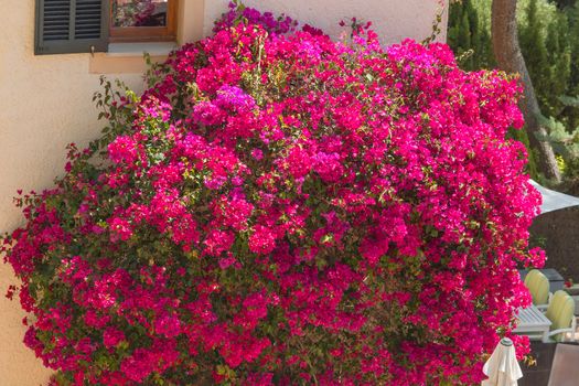 Flower sea, Architectural detail at a Mediterranean house in Spain.