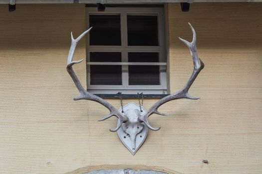 Deer antler on a white wooden board screwed hanging on a yellow wall.