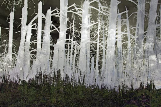 Multi-layered image of trees from a forest near the Grand Canyon.