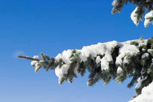 Branch of a blue spruce partly covered with snow closeup against the backdrop of a blue sky
