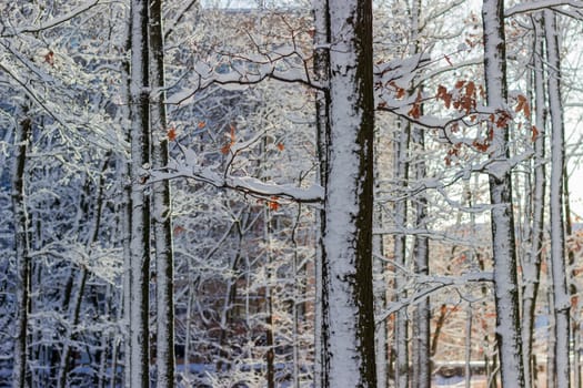 Fragment of a park with deciduous trees covered with snow against the building
