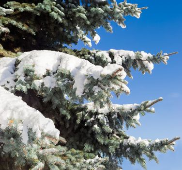 Fragment of a blue spruce with branches partly covered with snow closeup against the backdrop of a blue sky

