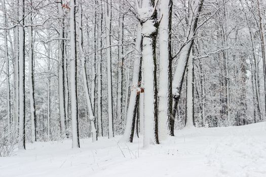 Fragment of winter forest with deciduous trees covered with snow during a snowfall
