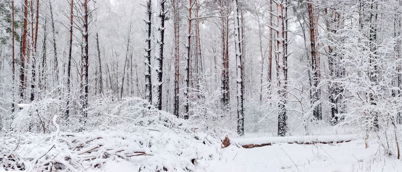 Panorama of winter forest with conifers and deciduous trees covered with snow during a snowfall
