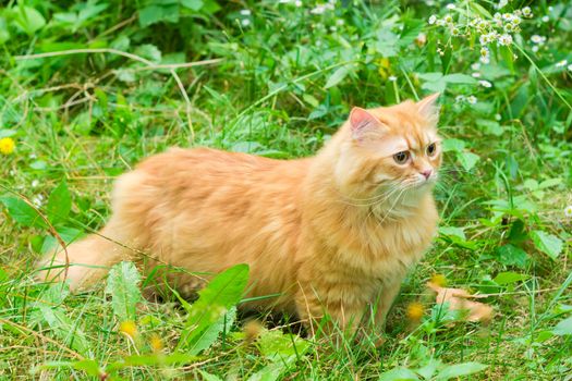 Carefully looking ginger cat in the woods among the tall grass and flowers
