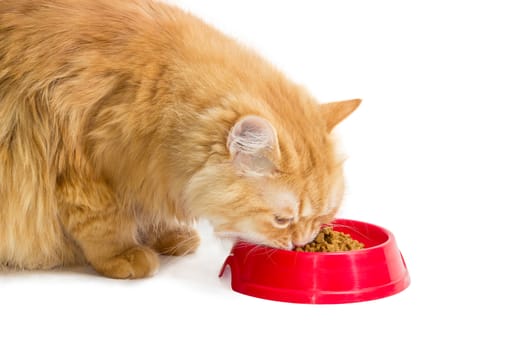 Red cat closeup, eat pelleted dry cat food from a red plastic bowl on a light background
