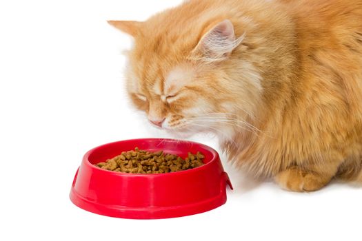 Red cat, eat pelleted dry cat food from a red plastic bowl and closed his eyes in pleasure on a light background
