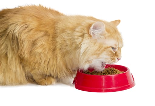 Red cat closeup, eat pelleted dry cat food from a red plastic bowl on a light background
