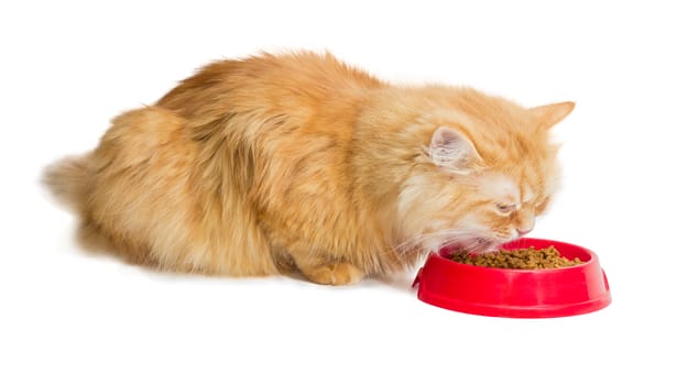 Red cat, eat pelleted dry cat food from a red plastic bowl on a light background
