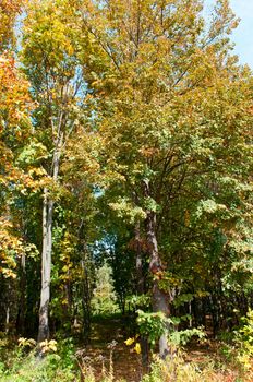 autumn forest, sunny day and a picturesque landscape