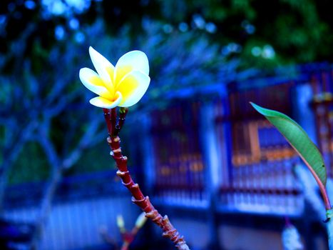 White frangipani flower in garden.