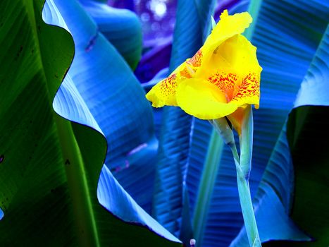 Yellow flower on green background.