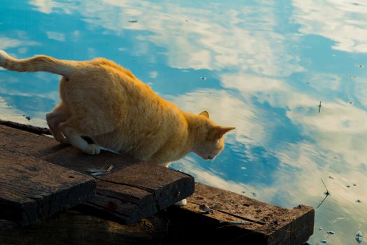 Cat playing the Waterfront