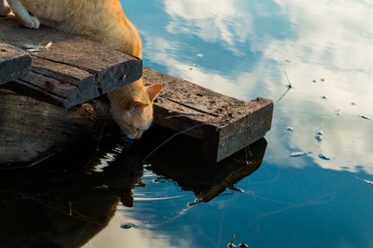 Cat playing the Waterfront