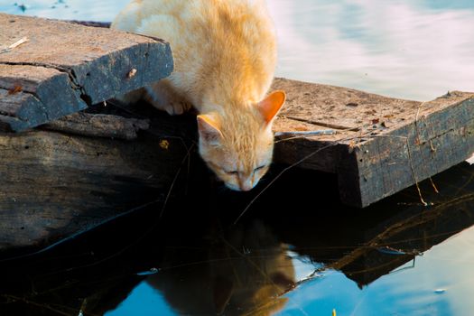 Cat playing the Waterfront