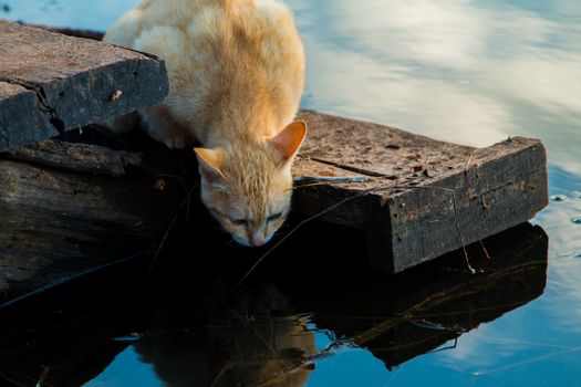 Cat playing the Waterfront