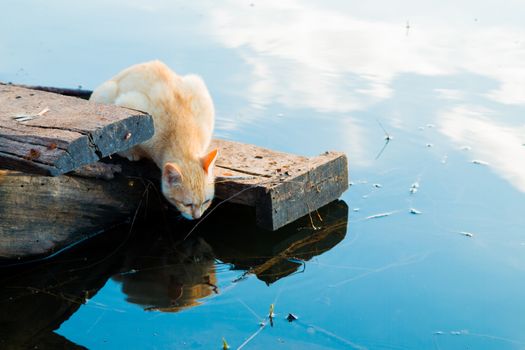 Cat playing the Waterfront