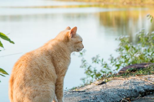 Cats that live in the park's nature.