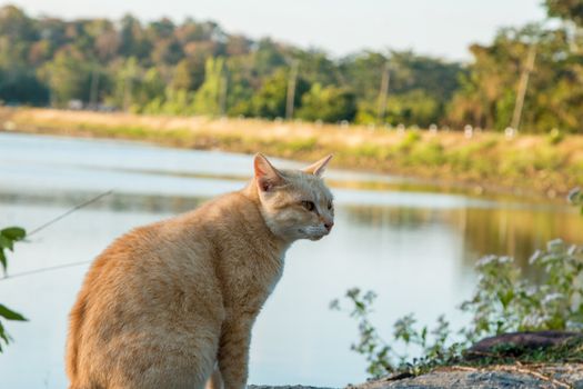 Cats that live in the park's nature.