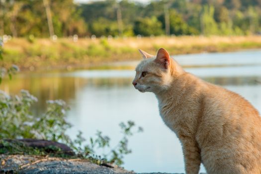 Cats that live in the park's nature.