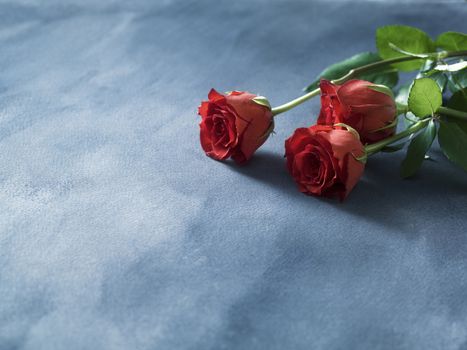 Decorative red fresh red roses on a blue background. Selective focus. Place for text. 