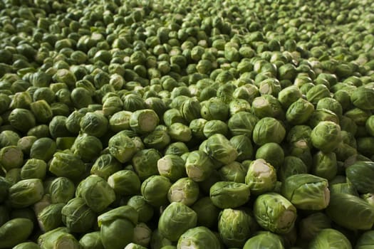 Fresh organic Brussels sprouts texture on a farm stand. Close up
