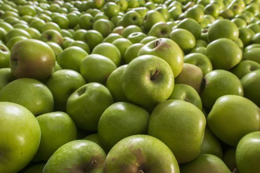 Pile of green apples forming a background. Sharpness in front of the picture
