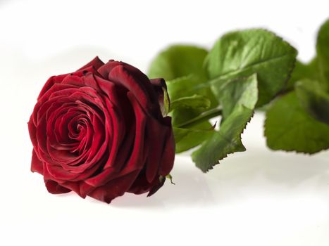 Single Valentine's day rose isolated on a white background