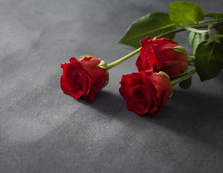 isolated beautiful red roses with a gray background