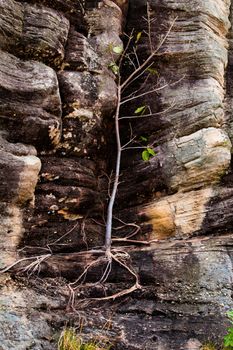 Trees on the rocks stone