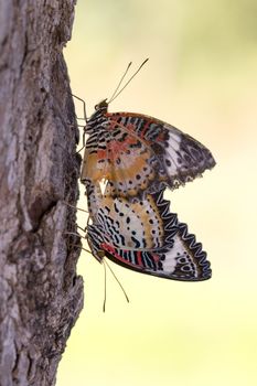 Image of two butterflies on nature background. Insect Animals.