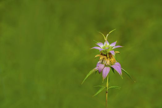 Spotted Bee-balm (Monarda punctata)