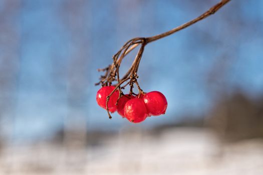 Frozen red berry on a branch with blurry background