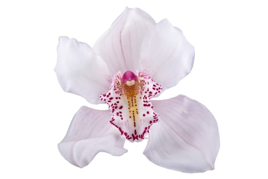 Pink orchid isolated on a white background