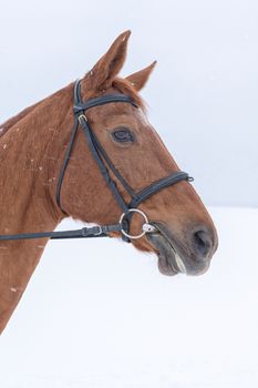 Portrait of brown horse head in winter