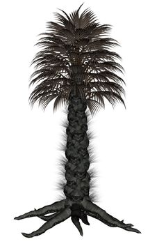 Palmtree, palm tree isolated in white background - 3D render