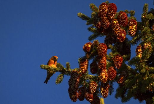 Purple finch ,haemorhous purpureus, bird on a tree by day