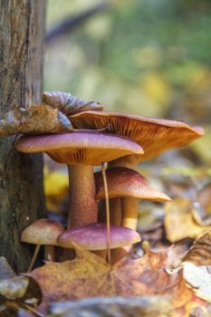 Closeup view of mushrooms in autumn forest