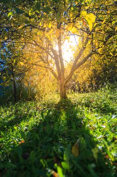 Sunlight through the tree in warm autumn