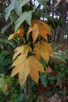 Maple leaf form tree in Dalat jungle, Vietnam, an autumn leaf just grow test in Da Lat