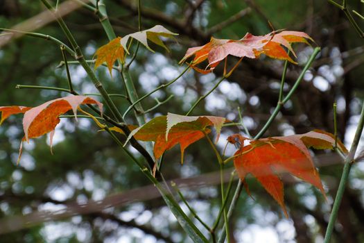 Maple leaf form tree in Dalat jungle, Vietnam, an autumn leaf just grow test in Da Lat