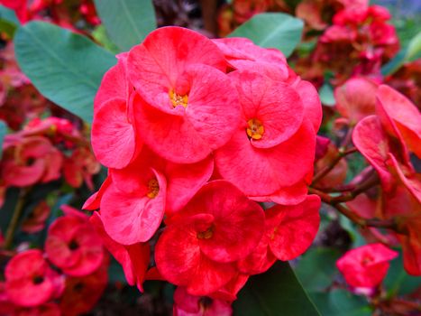 Red flower close up on garden.