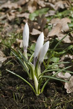 Fresh crocus flowers on a sunny spring day